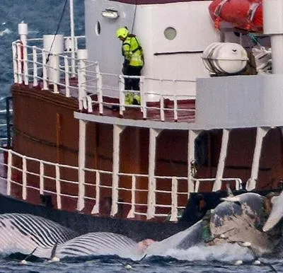 Islandia autorizó la reanudación de la caza de ballenas.