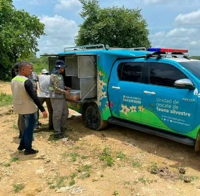 Trasladan a 191 animales silvestres en total, de Medellín a Cartagena, por tráfico ilegal