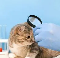 Si desaparecen los gatos del mundo se daría una vuelta a la cadena alimenticia.