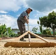 Cafeteros de Risaralda anuncian nuevo paro para septiembre.