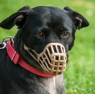 Vendrían duras reglas para tener perros en Colombia y castigos por ataques