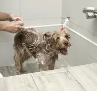 Cada cuánto tiempo debe bañar a su perro, recomendaciones para su higiene