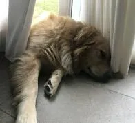 Cuánto podría costar un funeral para perros, detalles y más según empresa funeraria.