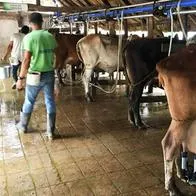 Por qué la producción de leche baja y su precio se mantiene descendiendo