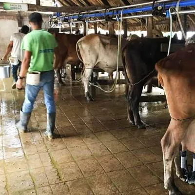 Por qué la producción de leche baja y su precio se mantiene descendiendo