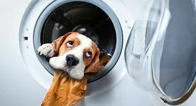 Cómo quitar los pelos de gato o perro de la ropa en la lavadora