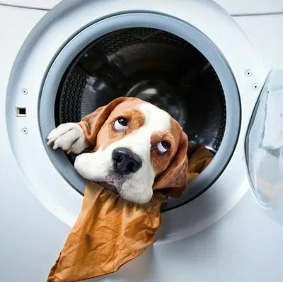 Quitarle los pelos de la mascota a la lavadora hace que esta funcione mejor y dure mucho más.