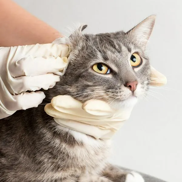 Esta es la forma correcta para limpiarle las orejas a su gato.