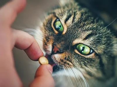 Cómo darle una pastilla a un gato: truco sencillo y efectivo para ayudarlo a que se la pueda pasar sin ningún problema.