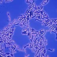 Una bacteria sería capaz de detectar y destruir tumores cancerígenos.
