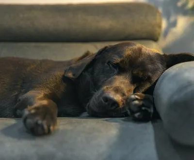 Razón por la que los perros tiemblan cuando duermen; recomendaciones de expertos