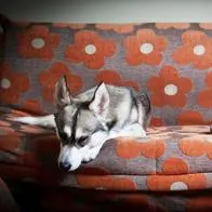 Razas de perros que no deberían vivir en apartamentos, según expertos