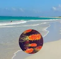Estados Unidos alertó que la bacteria se ha dispersado por Golfo de México y el Caribe.