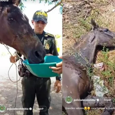 Policía salvó de morir a un caballo, maltratado y abandonado en un potrero