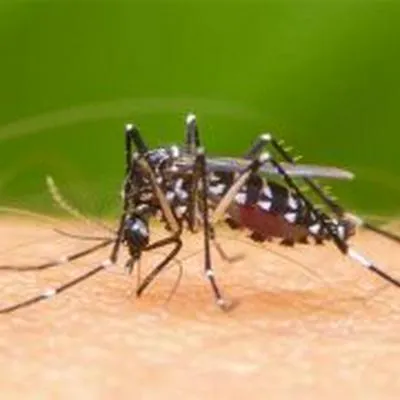 En Valle del Cauca aumentan casos de dengue, explican qué hacer ante síntomas