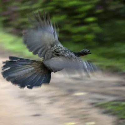 Café de los más caros del mundo sale de excrementos de un pájaro