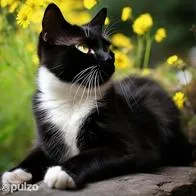Este es el significado de tener un gato blanco con negro en casa.