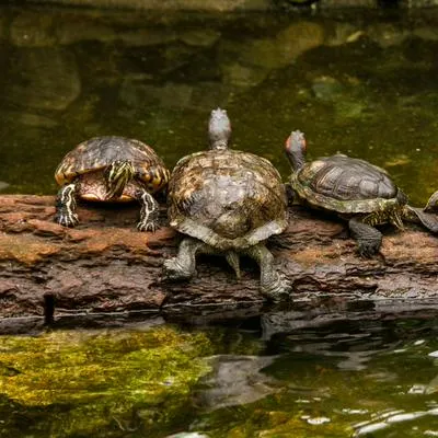 Tortugas, como la que fue atacada en Quindío por hombre que fue capturado.