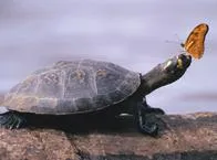 Eutanasia para tortuga que sufrió 20 machetazos y le sacaron sus ojos