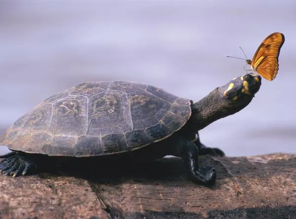 Eutanasia para tortuga que sufrió 20 machetazos y le sacaron sus ojos