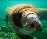 Hasta por grupos de WhatsApp: así es la estrategia para salvar a las vaquitas marinas en el Magdalena Medio