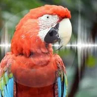 Guacamaya, el proyecto con Inteligencia Artificial que ayudará a cuidar de la Amazonía