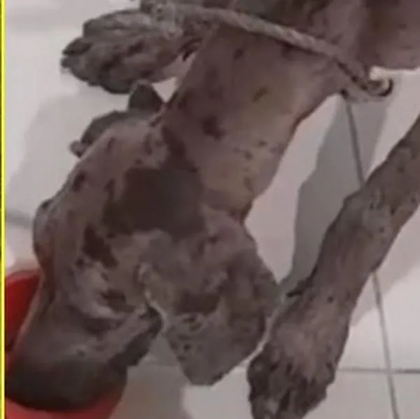 "Un acto miserable", dejaron el perro atado con una piedra y estaba muriendo de hambre, en Córdoba