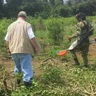 Campesinos del Catatumbo le piden al Gobierno de Colombia celeridad en la sustitución de cultivos ilícitos para poder generar ganancias en otros rubros.