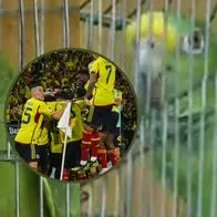 ¡Qué lindo! Texano es el loro que canta a todo pulmón los goles de la Selección Colombia