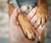 Recomendaciones para saber si mi perro tiene hongos en las patas y consejos para prevenirlo a futuro.