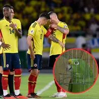 Texano, el loro hincha la Selección que se ha vuelto viral en redes sociales