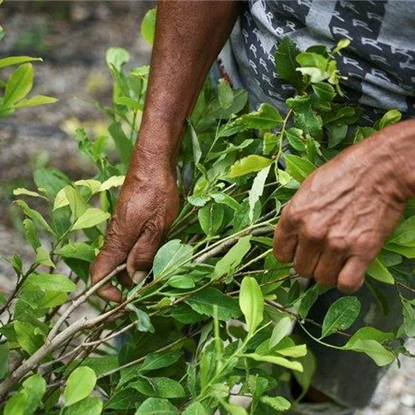 Cultivos de coca rompieron  récord en 2022: Colombia sembró 230.000 hectáreas