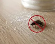 Consejos para eliminar a las cucarachas del hogar y razones por las que cada vez es más complicado deshacerse de este insecto.