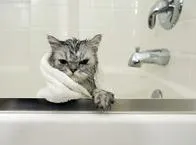 ¿Por qué los gatos odian el agua? Explicación científica