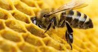 Cómo se produce el propóleo, y que beneficios tiene en el cuerpo humano y para uso externo.