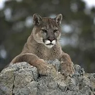 Autoridades investigan la caza de un puma en el Valle del Cauca