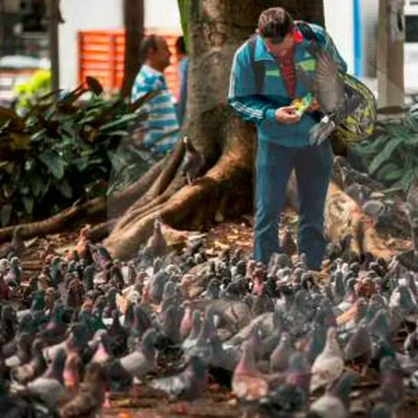 Investigación explica el daño que hacen las palomas a la salud de las personas