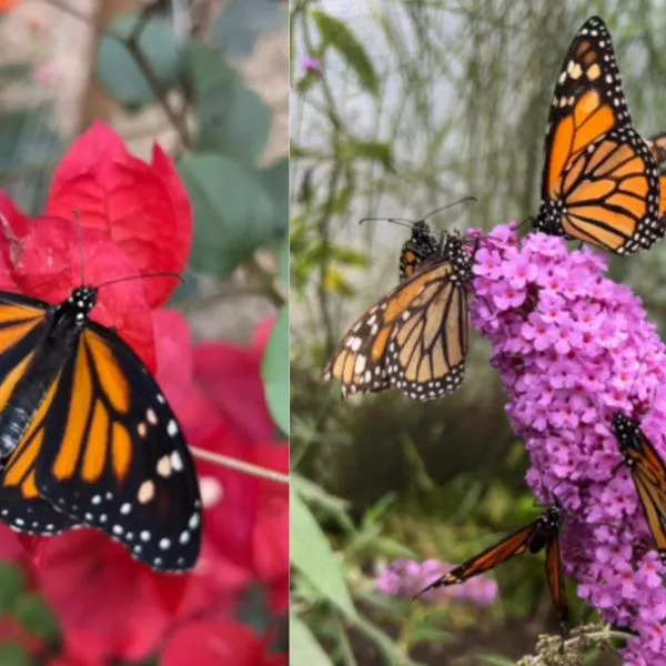 Mariposario increíble a solo una hora de Bogotá, cuesta 18.000 pesos la boleta