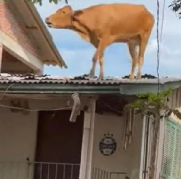 Vaca termina en el techo de una casa tras fuertes lluvias en Brasil.