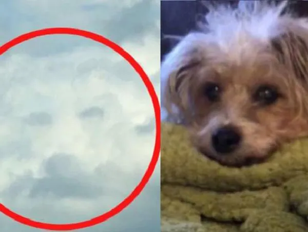 Horas después de la muerte de perro, su dueña vio su rostro en el cielo
