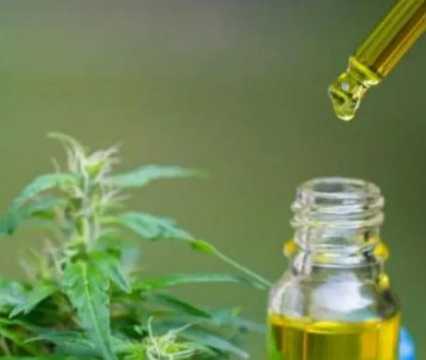 Cannabis medicinal: Bogotá sigue en intentos para legalizar la planta