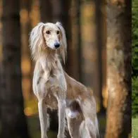 Razas de perros más caras del mundo: ¿Cuánto valen?