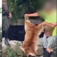 Por comerse unas gallinas mataron a un puma