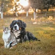Quiénes son más inteligentes según la Ciencia, ¿los perros o los gatos?