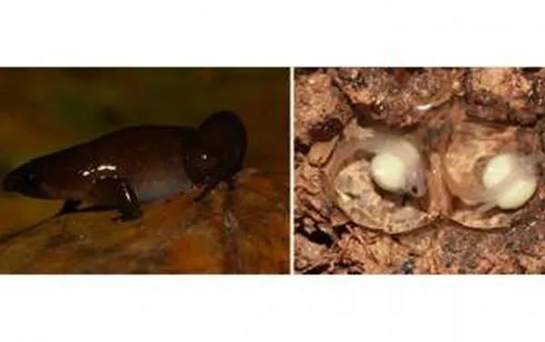 Descubren tres nuevas especies de "ranas invisibles" en la Amazonía