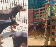 En Cali descubrieron otro criadero ilegal de perros: tenían varios Dóberman