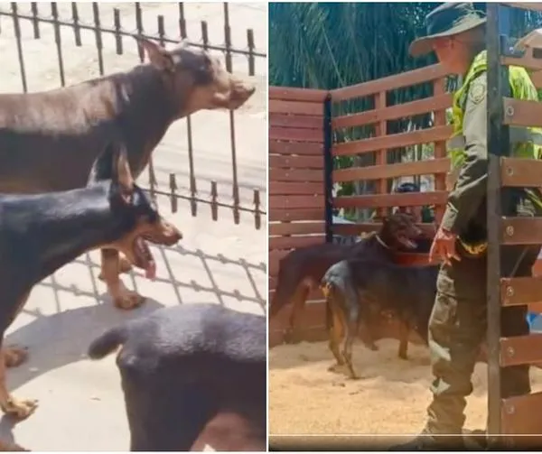 En Cali descubrieron otro criadero ilegal de perros: tenían varios Dóberman