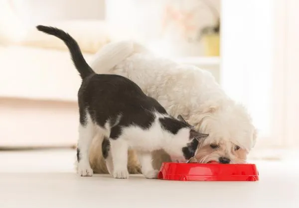 Qué pasa si su gato come comida para perros: implicaciones, riesgos y consecuencias de que consuman alimentos para caninos.