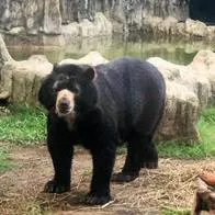 Murió Chucho: oso de anteojos tuvo un paro cardiorrespiratorio en Barranquilla