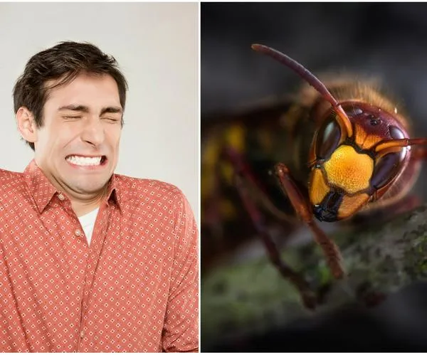 Top 3 de las picaduras de insectos más dolorosas del mundo: ¡Ojo! Hay dos en Colombia